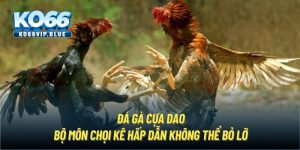 Đá gà cựa dao