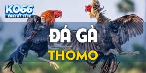 Đá gà Thomo